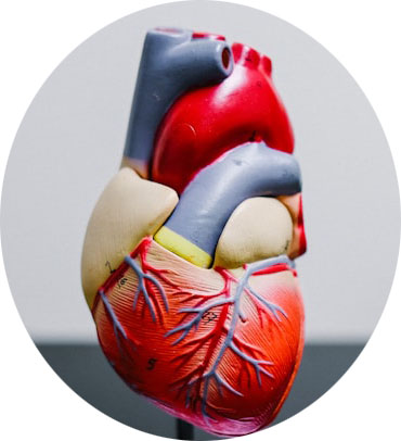 cardiology_icon